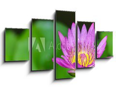 Obraz   Beautiful lotus bloom bright, 125 x 70 cm