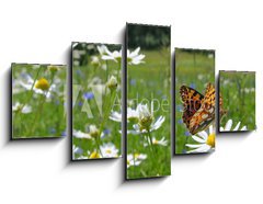 Obraz ptidln 5D - 125 x 70 cm F_GS10201983 - Butterfly Queen of Spain Fritillary - spring landscape - Butterfly krlovna panlska Fritillary
