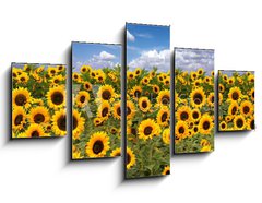 Obraz ptidln 5D - 125 x 70 cm F_GS10725175 - Sunflower Farmland With Blue Cloudy Sky - Slunenice zemdlsk pdy s modrou oblano nebe