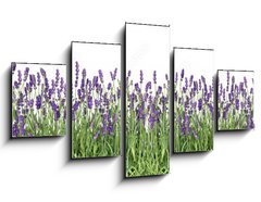 Obraz 5D ptidln - 125 x 70 cm F_GS107877649 - Lavender flowers. Fresh lavender plants isolated on white