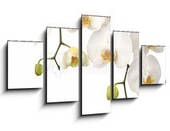 Obraz ptidln 5D - 125 x 70 cm F_GS11459178 - White orchid