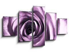 Obraz   Purple rose, 125 x 70 cm