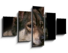 Obraz   Wolf / Portrait of wolf on black background., 125 x 70 cm