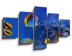 Obraz 5D ptidln - 125 x 70 cm F_GS122000347 - Sea corals. Panorama - Mosk korly. Panorma