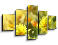Obraz ptidln 5D - 125 x 70 cm F_GS12348665 - Closeup of yellow daisies with warm rays - Prohl lut sedmikrsky s teplmi paprsky