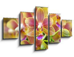 Obraz ptidln 5D - 125 x 70 cm F_GS12425708 - Pink Yellow Spotted Orchids Hong Kong Flower Market