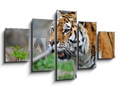 Obraz ptidln 5D - 125 x 70 cm F_GS12988671 - Tiger