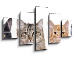 Obraz 5D ptidln - 125 x 70 cm F_GS140782425 - closeup portrait of a group of cats of different breeds sitting in a line isolated over white background