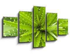 Obraz ptidln 5D - 125 x 70 cm F_GS14463582 - Aloe vera