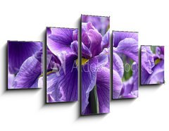 Obraz ptidln 5D - 125 x 70 cm F_GS14563654 - Purple Flag Iris