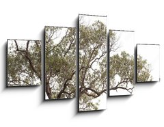 Obraz 5D ptidln - 125 x 70 cm F_GS149190909 - tree isolated on white background.