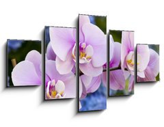 Obraz ptidln 5D - 125 x 70 cm F_GS14941045 - Pink Orchid Flowers