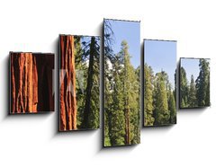 Obraz   Sequoia National forest, CA, 125 x 70 cm