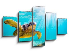 Obraz 5D ptidln - 125 x 70 cm F_GS156465312 - An endangered Hawaiian Green Sea Turtle cruises in the warm waters of the Pacific Ocean in Hawaii. - Ohroen havajsk elva zelen mosk plavba v teplch vodch Tichho ocenu na Havaji.