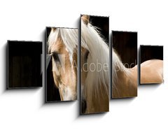 Obraz ptidln 5D - 125 x 70 cm F_GS15900337 - Haflinger Portrait