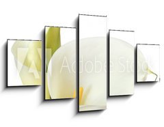 Obraz 5D ptidln - 125 x 70 cm F_GS16158957 - White Calla Lilies