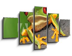 Obraz 5D ptidln - 125 x 70 cm F_GS16286754 - red eyed green tree frog curiously looking at camera - erven oi zelen strom ba zvdav dval se na kameru