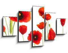 Obraz 5D ptidln - 125 x 70 cm F_GS16302872 - red poppies over white background - floral design element