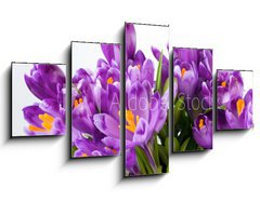 Obraz ptidln 5D - 125 x 70 cm F_GS16489898 - crocus flower - krokus kvtina