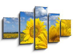 Obraz ptidln 5D - 125 x 70 cm F_GS16872718 - Some yellow sunflowers against a wide field and the blue sky