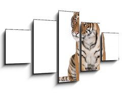 Obraz   Portrait of Bengal Tiger, sitting in front of white background, 125 x 70 cm