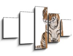 Obraz 5D ptidln - 125 x 70 cm F_GS16916235 - Portrait of Bengal Tiger, sitting in front of white background