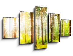 Obraz 5D ptidln - 125 x 70 cm F_GS178083347 - Beautiful forest panorama with big trees and bright sun - Krsn lesn panorama s velkmi stromy a jasn slunce