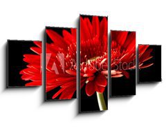 Obraz 5D ptidln - 125 x 70 cm F_GS18414597 - Red daisy-gerbera on black background.