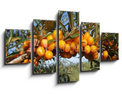 Obraz ptidln 5D - 125 x 70 cm F_GS18588117 - Reife Sanddornbeeren im Sonnenschein