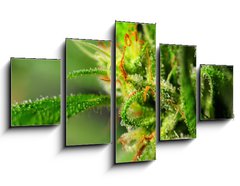 Obraz 5D ptidln - 125 x 70 cm F_GS18646563 - Marijuana - Marihuana