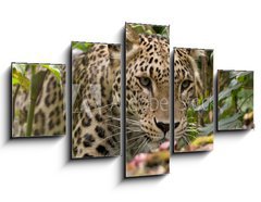 Obraz ptidln 5D - 125 x 70 cm F_GS18926181 - Persian Leopard