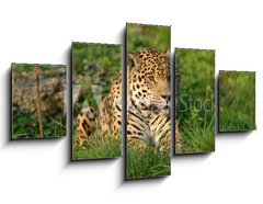 Obraz ptidln 5D - 125 x 70 cm F_GS19063802 - Leopard