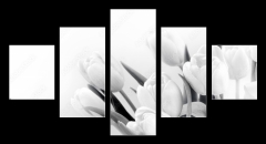 Obraz   White tulips on white background bw, 125 x 70 cm