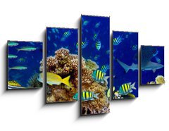 Obraz 5D ptidln - 125 x 70 cm F_GS196736176 - colorful wide underwater coral reef panorama banner background with many fishes turtle and marine life / Unterwasser Korallenriff breit Hintergrund