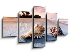 Obraz ptidln 5D - 125 x 70 cm F_GS20042109 - shell