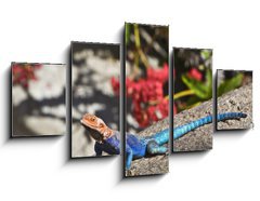 Obraz 5D ptidln - 125 x 70 cm F_GS20070115 - Red-headed Rock Agama on rock - erven