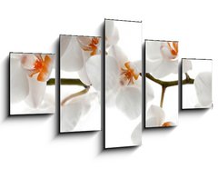 Obraz 5D ptidln - 125 x 70 cm F_GS201049079 - Orchid branch with flowers