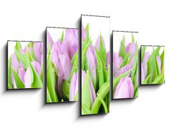 Obraz   Violet tulips isolated on white background, 125 x 70 cm