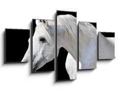 Obraz ptidln 5D - 125 x 70 cm F_GS20437114 - white horse isolated on black