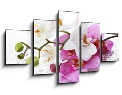 Obraz 5D ptidln - 125 x 70 cm F_GS212597911 - Beyaz ve Pembe Orkide Panoramik