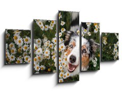 Obraz 5D ptidln - 125 x 70 cm F_GS215121166 - A happy dog in flowers. The pet is smiling. Field Camomiles. The Astralian Shepherd Tricolor