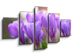 Obraz ptidln 5D - 125 x 70 cm F_GS21779067 - Violet Crocuses in the garden