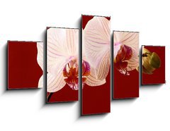 Obraz   orchid on red background, 125 x 70 cm