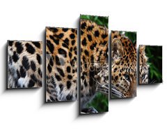 Obraz   Amur Leopard eating meat, 125 x 70 cm