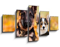 Obraz 5D ptidln - 125 x 70 cm F_GS230586450 - puppy german shepherd and welsh corgi in autumn leaves