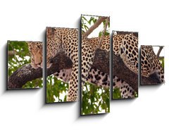 Obraz ptidln 5D - 125 x 70 cm F_GS23087097 - Leopard sleeping on the tree