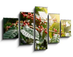 Obraz 5D ptidln - 125 x 70 cm F_GS235909488 - Fresh coffee beans on bunch trees.