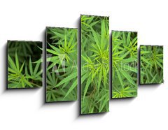 Obraz 5D ptidln - 125 x 70 cm F_GS23726779 - Cannabis - Konop