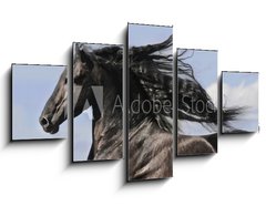 Obraz   Portrait of moving friesian black horse, 125 x 70 cm