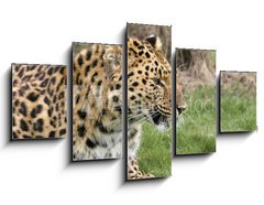 Obraz ptidln 5D - 125 x 70 cm F_GS2526283 - leopard